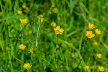 Flower of the Buttercup acrid