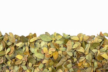 Dry leaves of the rain tree on white background.