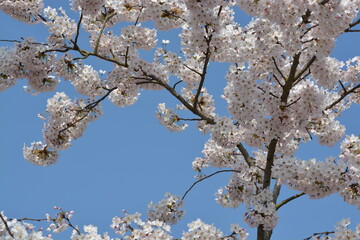 White cherry blossoms