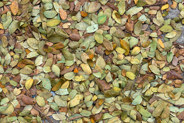 Dry leaves of the rain tree For use as fertilizer.