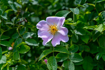 The Rosehip flower