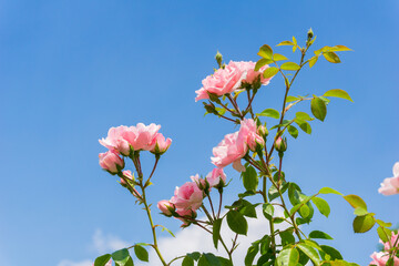 Pinke Rosen vor blauem Himmel  - 157861398