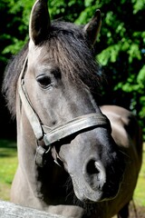 Horse with gray or mouse coat standing on a free run