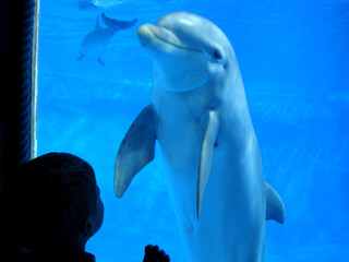 Talking to the dolphin 