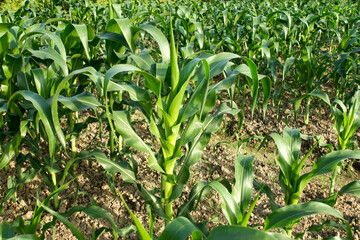Close up the leaves of corn field.
