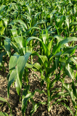 Close up the leaves of corn in Agriculture Farm.