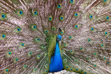 Obraz premium Portrait of beautiful peacock with feathers out.