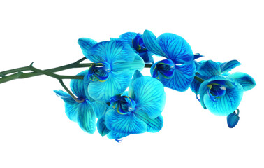 Fototapeta na wymiar Beautiful blue flower Orchid, phalaenopsis