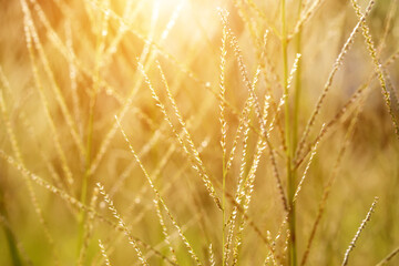 flower grass with sunlight. out of focus image.