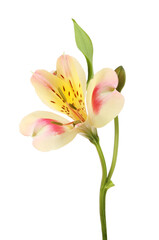 Red and yellow Alstroemeria flower