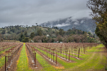 Fototapeta na wymiar Vineyard on a cloudy day