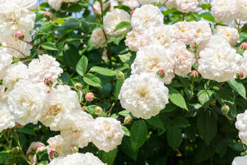 Weiße Rosen im Sonnenlicht