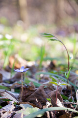 Blue flower at spring forest