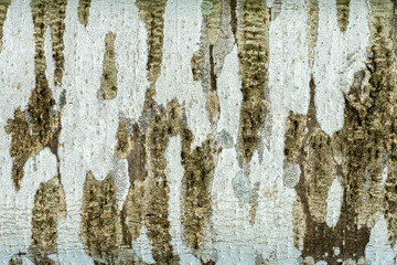 The surface of the bark