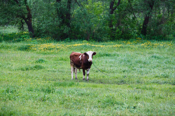 Naklejka premium A cow is grazing in a meadow