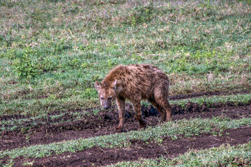 Hyena in the Serengeti