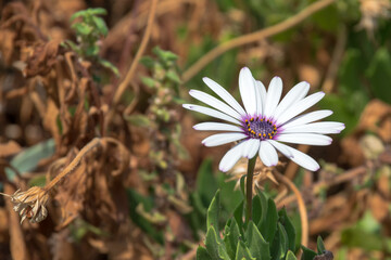 White flowers with green