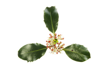 Holly flowers and foliage