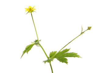 Herb Bennet flower and foliage