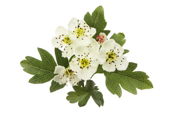 Hawthorn flowers and foliage