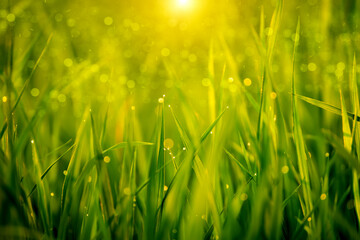 rice plant in rice field with drop dew.