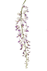 Wisteria flowers against white