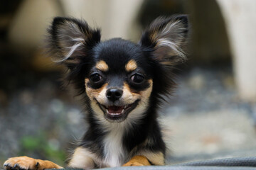 Chihuahua is standing, And happy smile.