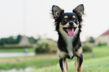 Chihuahua is standing on the lawn, And happy smile.