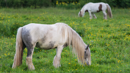 Obraz na płótnie Canvas Long haired piebald horse grazing in a rural meadow