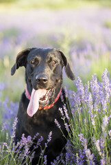Happy Labrador retriever dog panting in a hot summer with lavender flowers