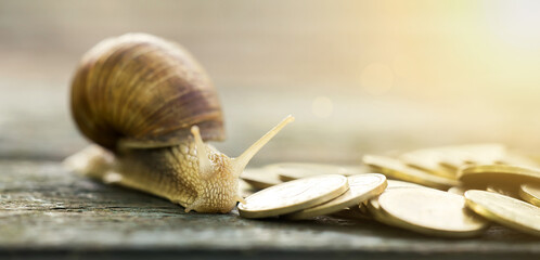 Snail and golden coins closeup - money savings concept