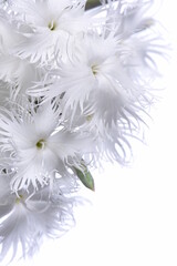 White mini carnation flowers isolated on white background