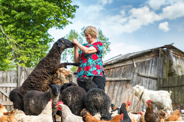 elderly woman happy time feed sheep on farm