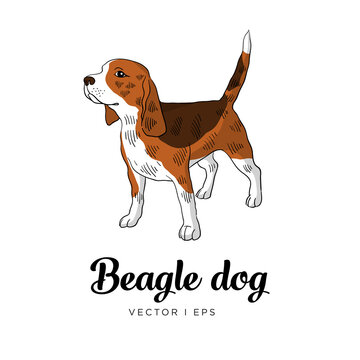 Vector editable colorful image depicting a tricolor beagle dog, standing. Isolated on white background. Hand drawn sketch.