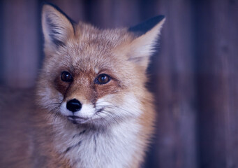 Fototapeta premium лис