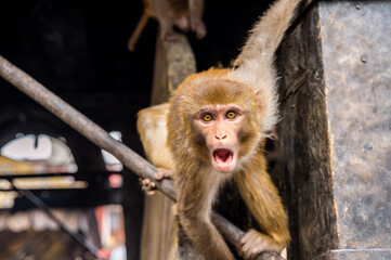 Obraz premium Scary Rhesus Macaque Monkey at swayambhunath Monkey Temple in Kathmandu, Nepal
