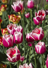 Beautiful pink tulips. Spring flowers.