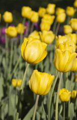 Obraz premium Beautiful yellow tulips. Spring flowers.
