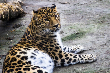 Fototapeta na wymiar дальна восточный леопард
