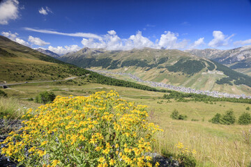 Fototapeta na wymiar Summer flowering Minor Valley High Valtellina Livigno Lombardy Italy Europe