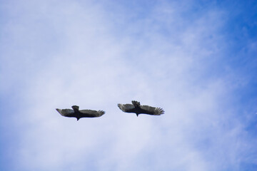 Flying eagle