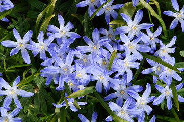 Chionodoxa luciliae blue flowers with green