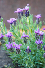 Lavender or lavandula officinalis purple flowers with green vertical