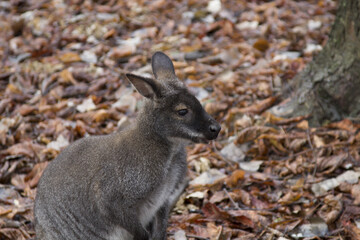кенгуру бенетта