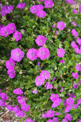 Geranium sanguineum many pink flowers with green vertical