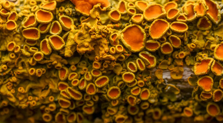 Tree fungus on tree trunks  