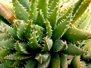 Succulent toothed leaf