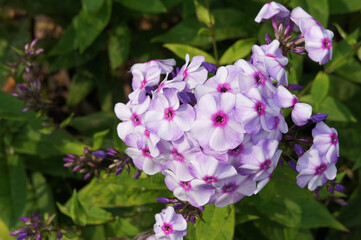 Obraz premium Red and purple phlox flower with green