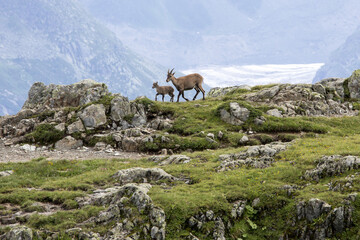 Naklejka premium Ibex at high altitude around Lac de Cheserys Chamonix Haute Savoie France Europe