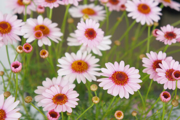 Molimba pink marguerite daisy or argyranthemum frutescens pink flowers with green